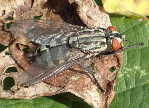 Sarcophaga sp.